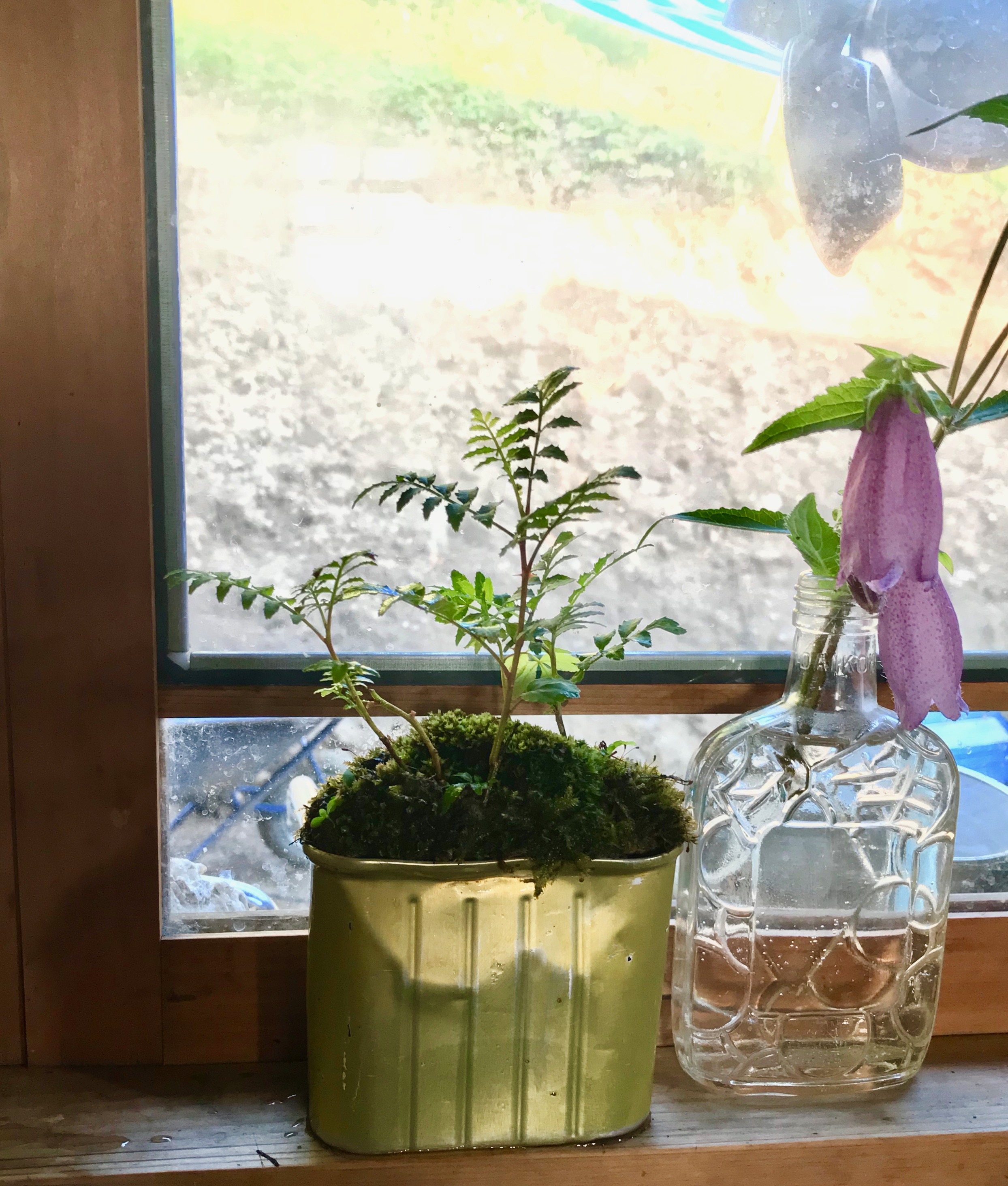 長野修平のWOOD and NATURE LIFE~山の木を用いた盆栽づくり~｜公益財団