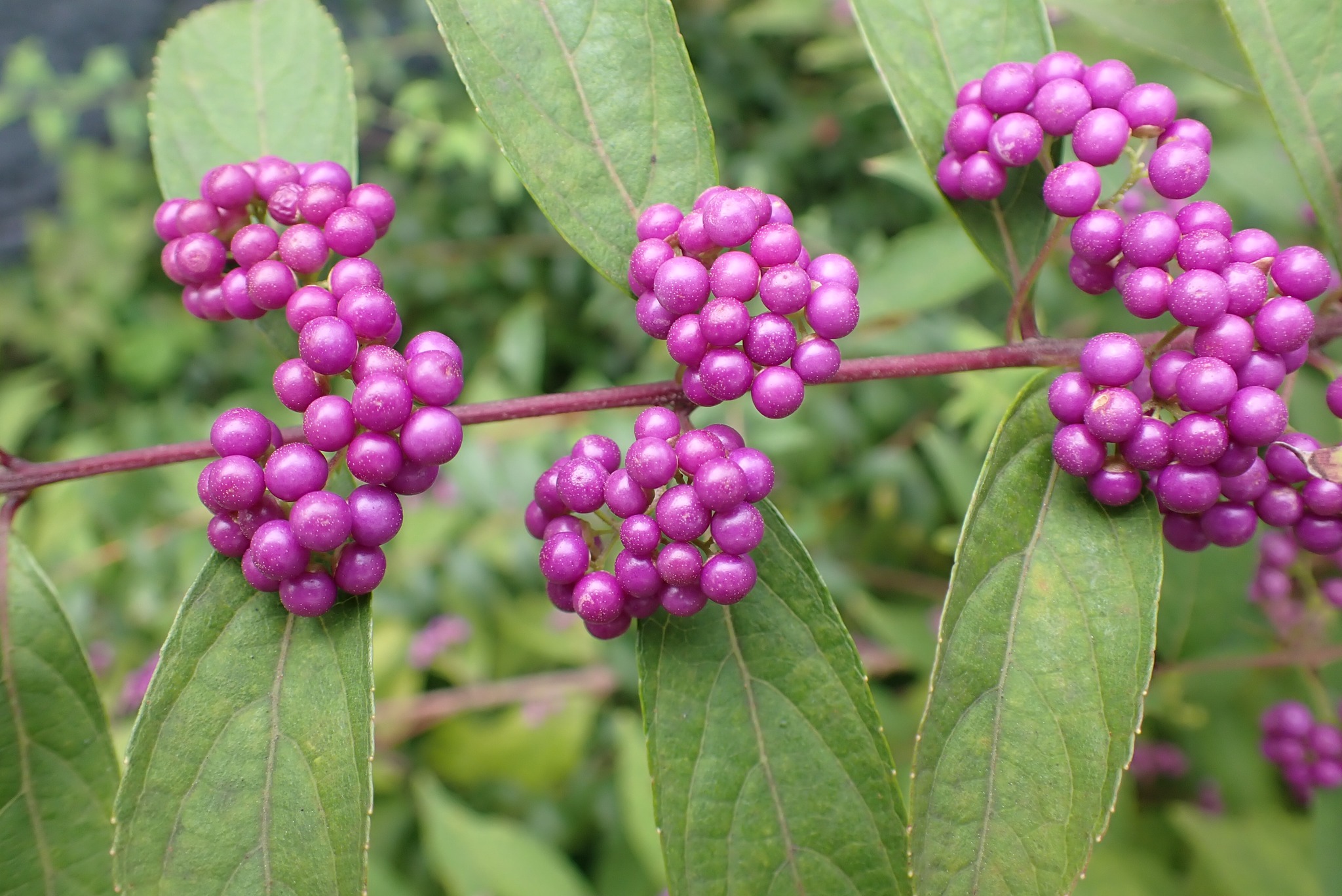 森の植物の歳時記》 [234]【ヤブムラサキ（藪紫）】 ｜公益財団法人