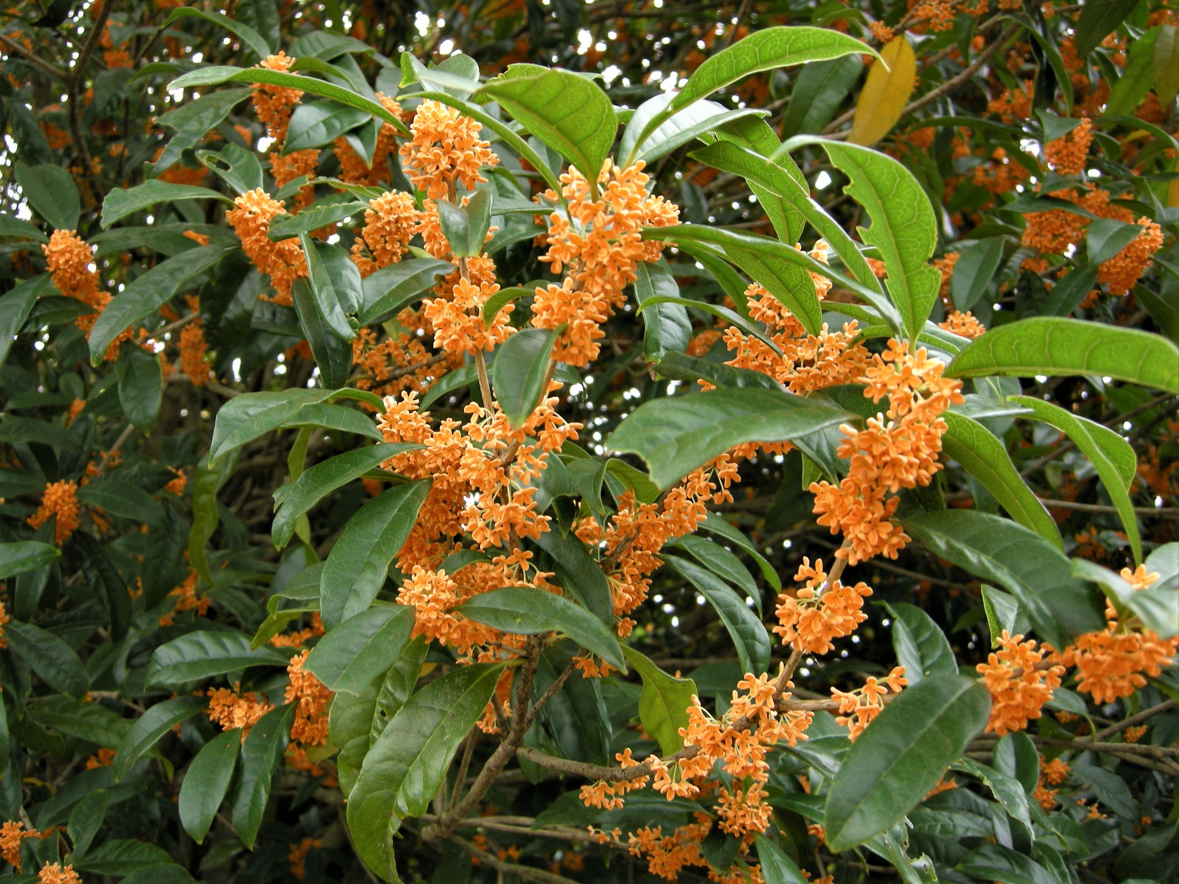 森の植物の歳時記》 ［109］ 【キンモクセイ（金木犀）】｜公益財団