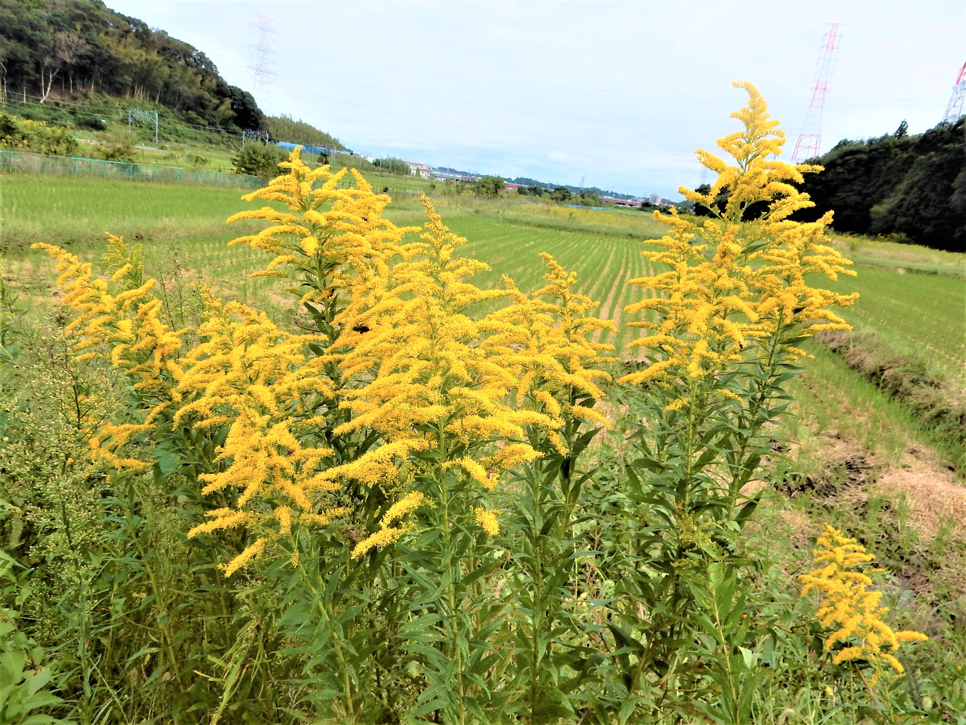 【天然ハーブ】背高泡立草　セイタカアワダチソウ1kg 個包装80個前後 セイタカアワダチソウ（背高泡立草） (ケア, 特徴, 花, 画像, 有毒)