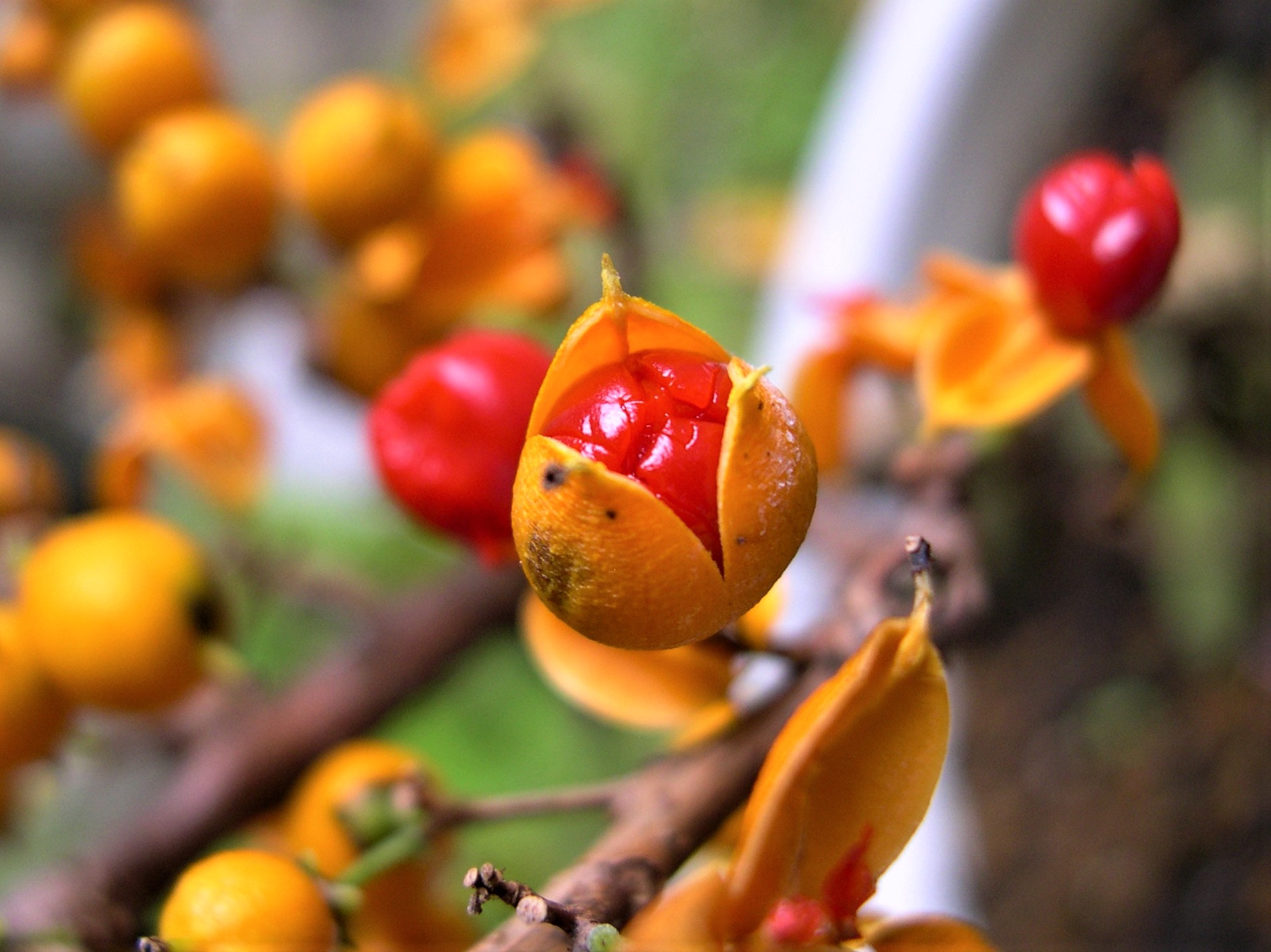 ツルウメモドキ ツルウメモドキって深いぃぃ | 百花（full of flowers hyakka）