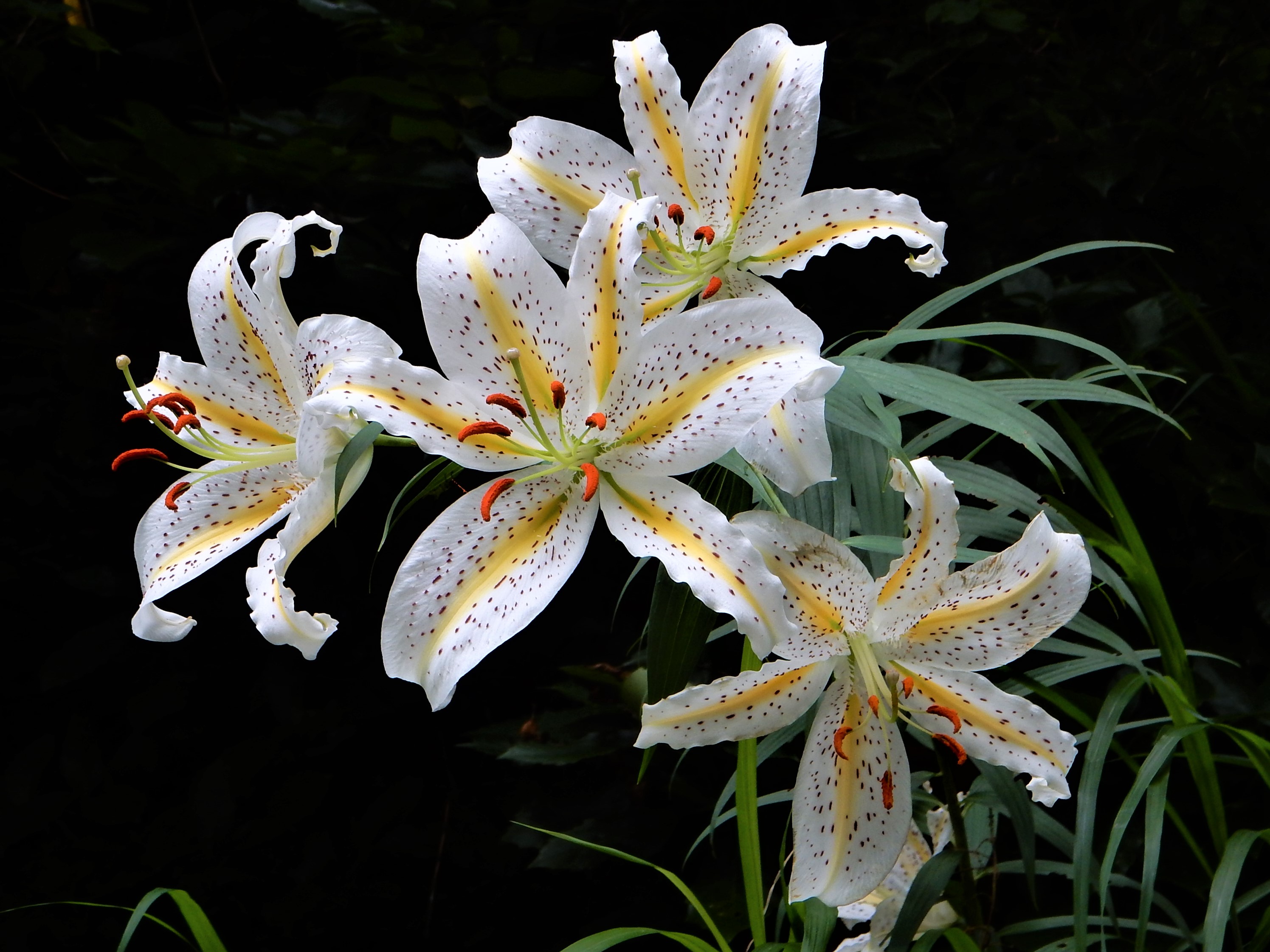 森の植物の歳時記》 ［84］ 【ヤマユリ（山百合）】｜公益財団法人