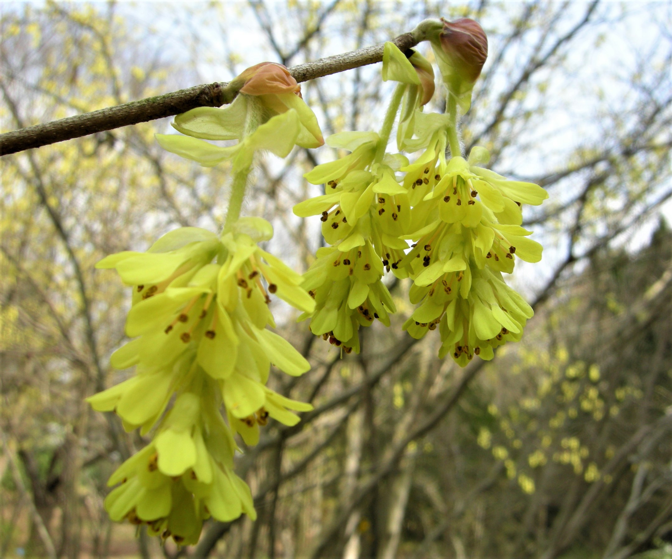 森の植物の歳時記》 ［155］ 【トサミズキ（土佐水木）】｜公益財団