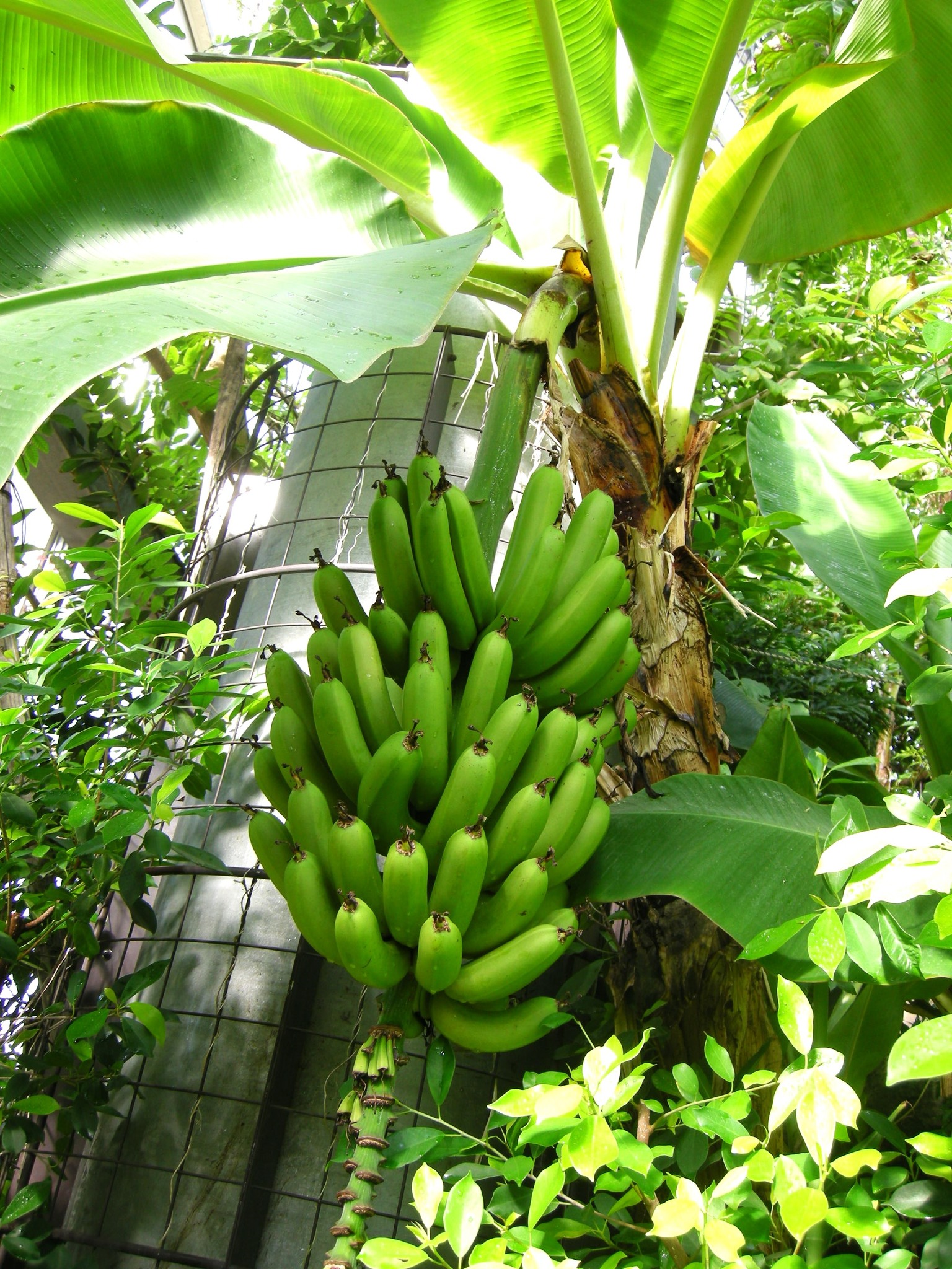 森の植物の歳時記》 [200] 【バショウ（芭蕉）】｜公益財団法人