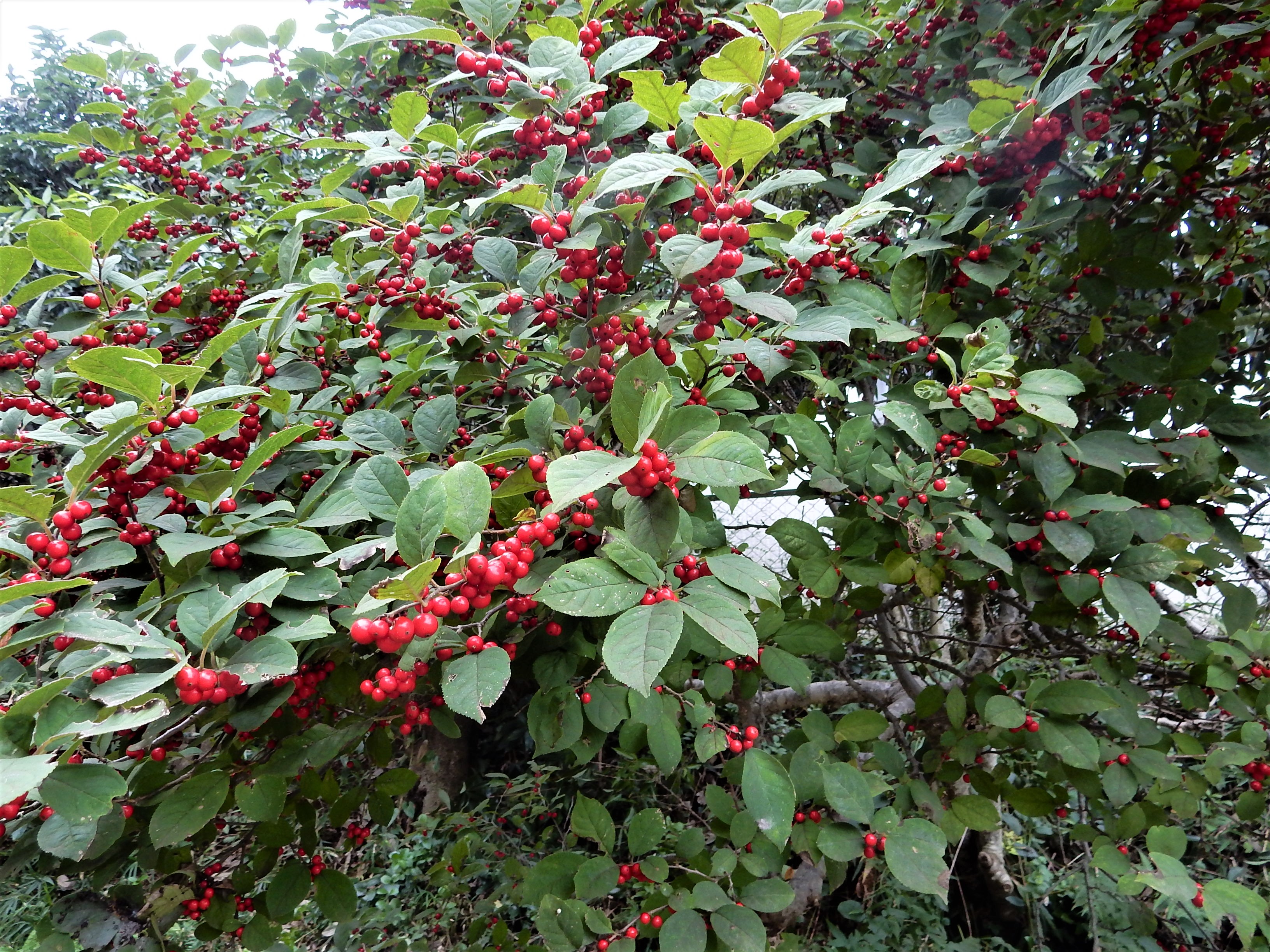 森の植物の歳時記》 ［122］ 【ツルウメモドキ（蔓梅擬）】｜公益財団