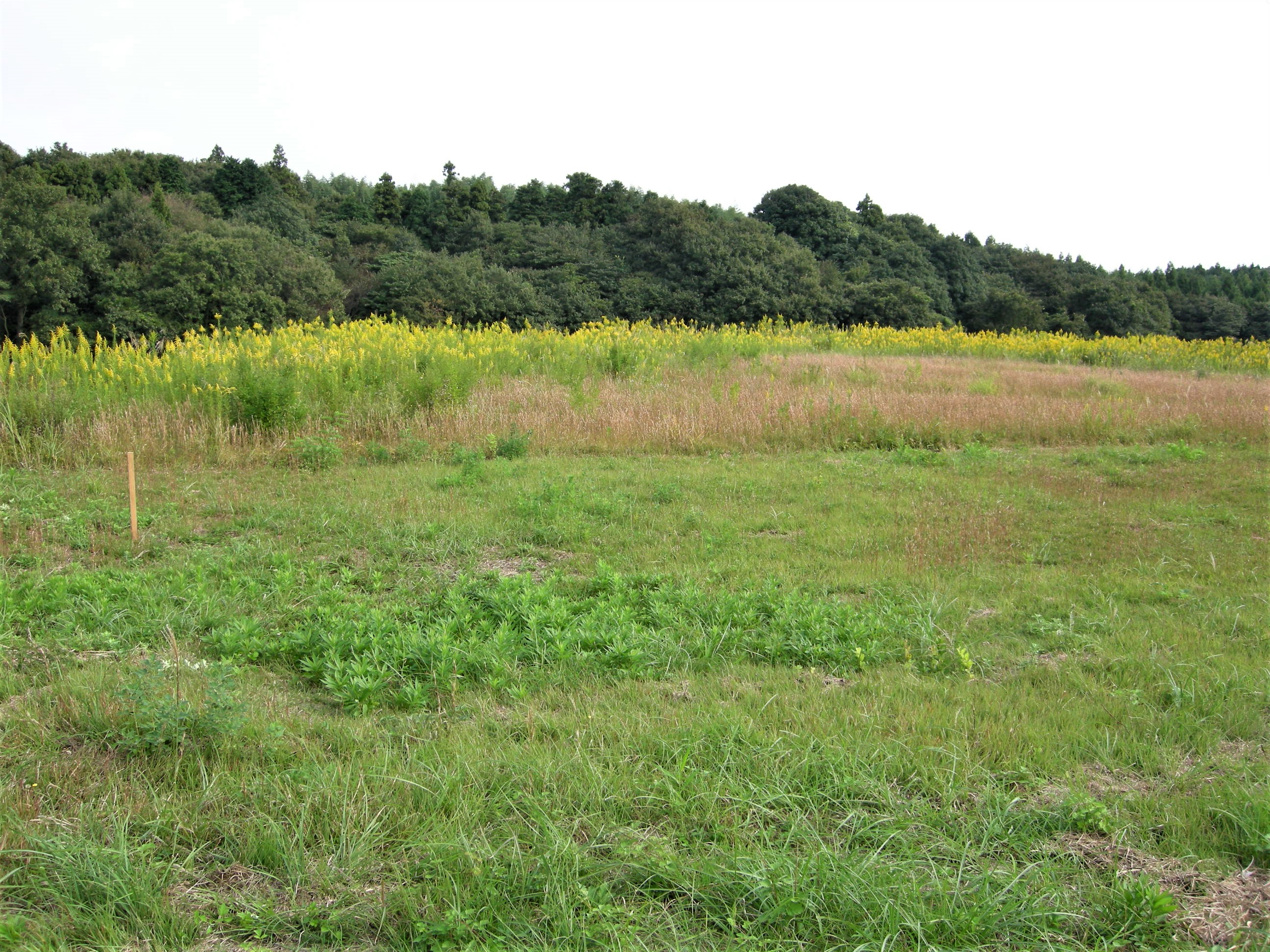 森の植物の歳時記》 ［113］ 【セイタカアワダチソウ（背高泡立