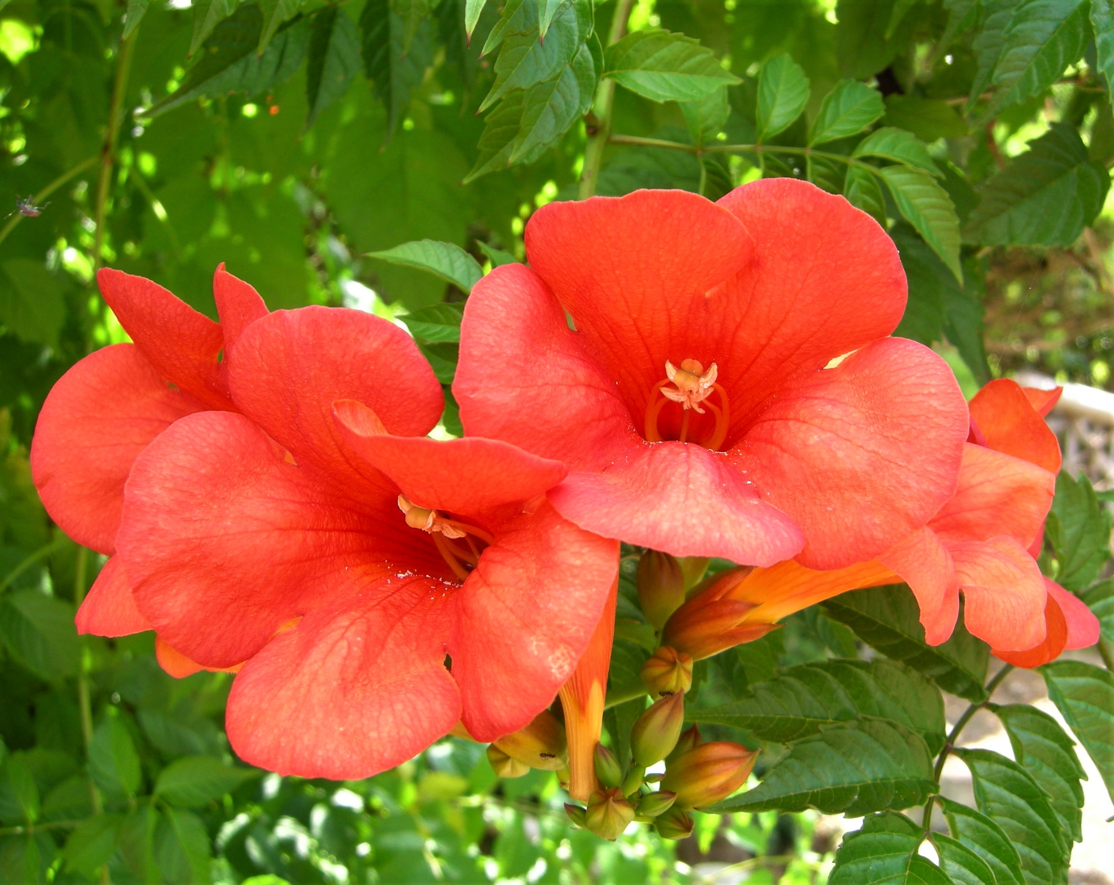 森の植物の歳時記》 ［80］ 【ノウゼンカズラ（凌霄花）】｜公益財団