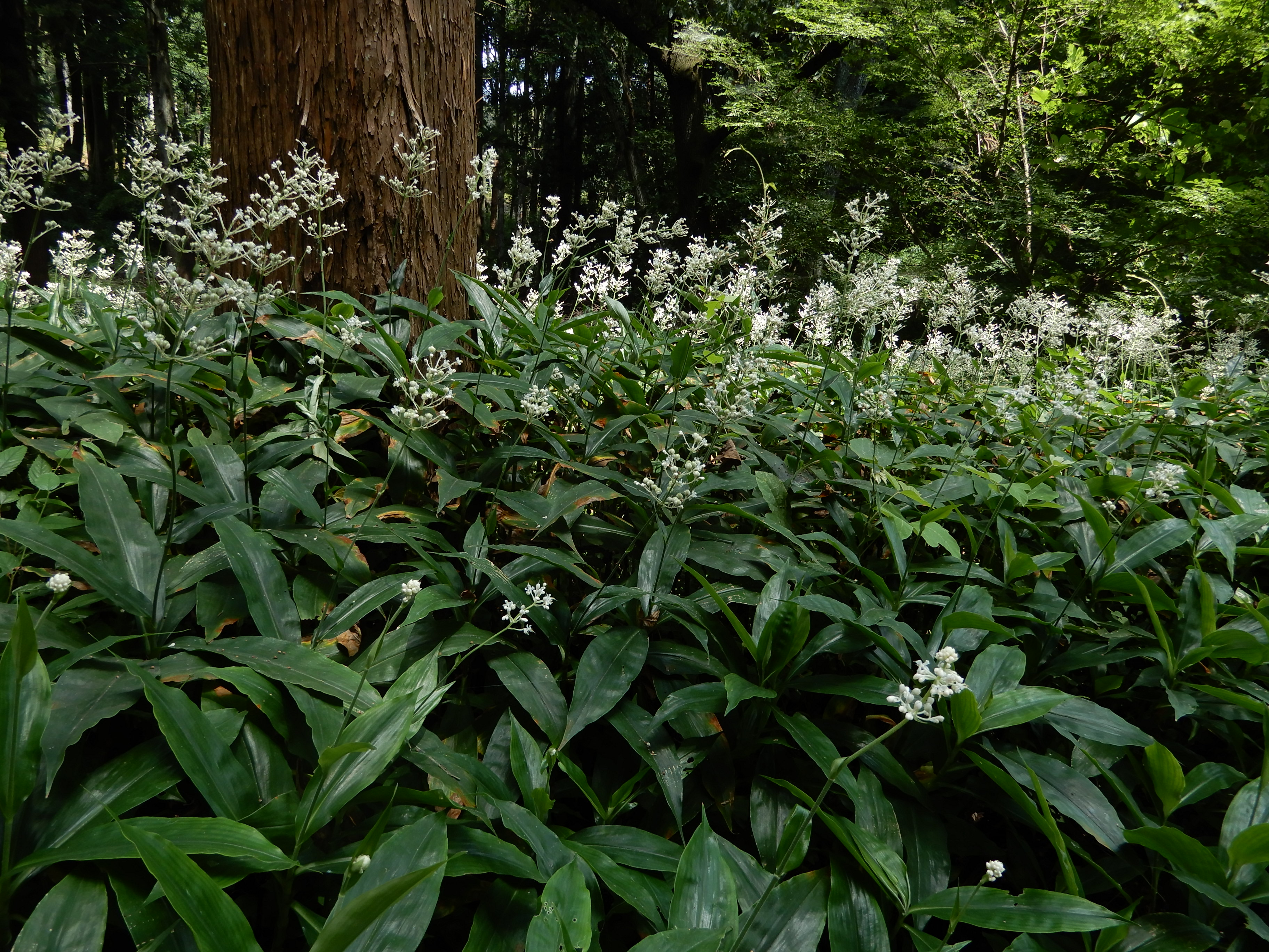 森の植物の歳時記》 ［86］ 【ヤブミョウガ（藪茗荷）】｜公益財団法人