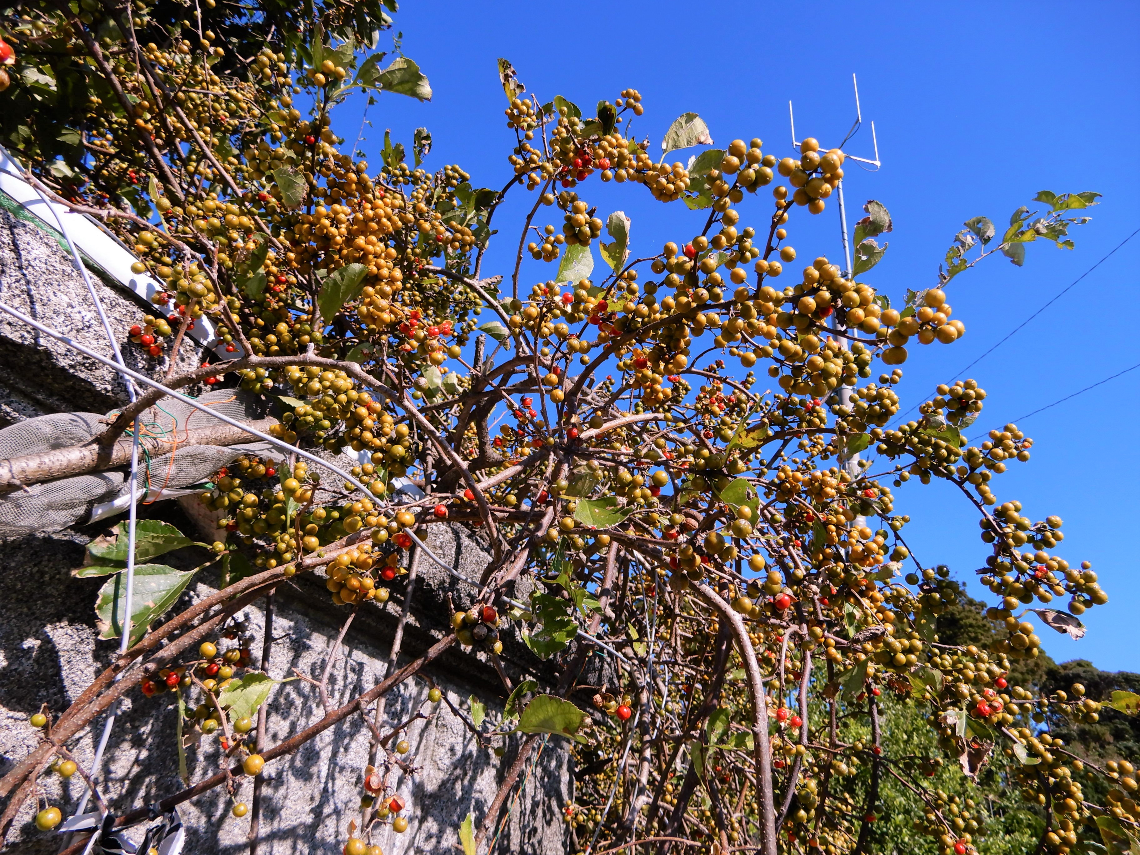 森の植物の歳時記》 ［122］ 【ツルウメモドキ（蔓梅擬）】｜公益財団
