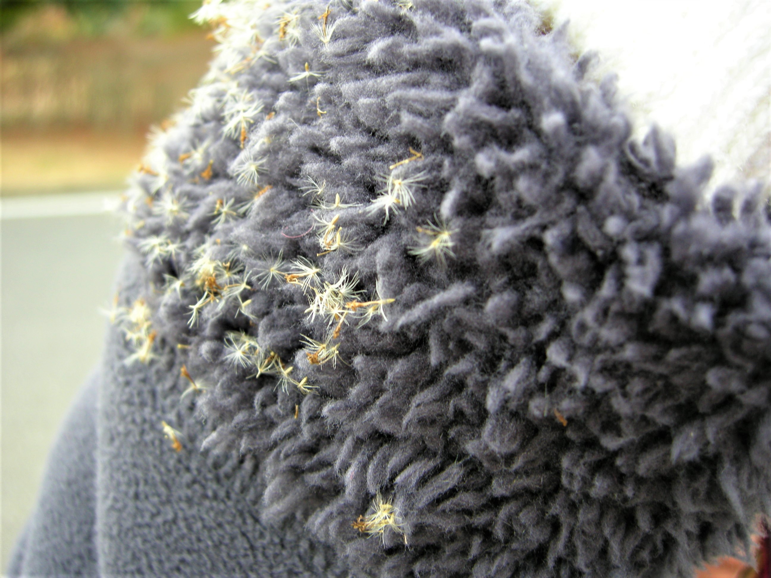 森の植物の歳時記》 ［113］ 【セイタカアワダチソウ（背高泡立