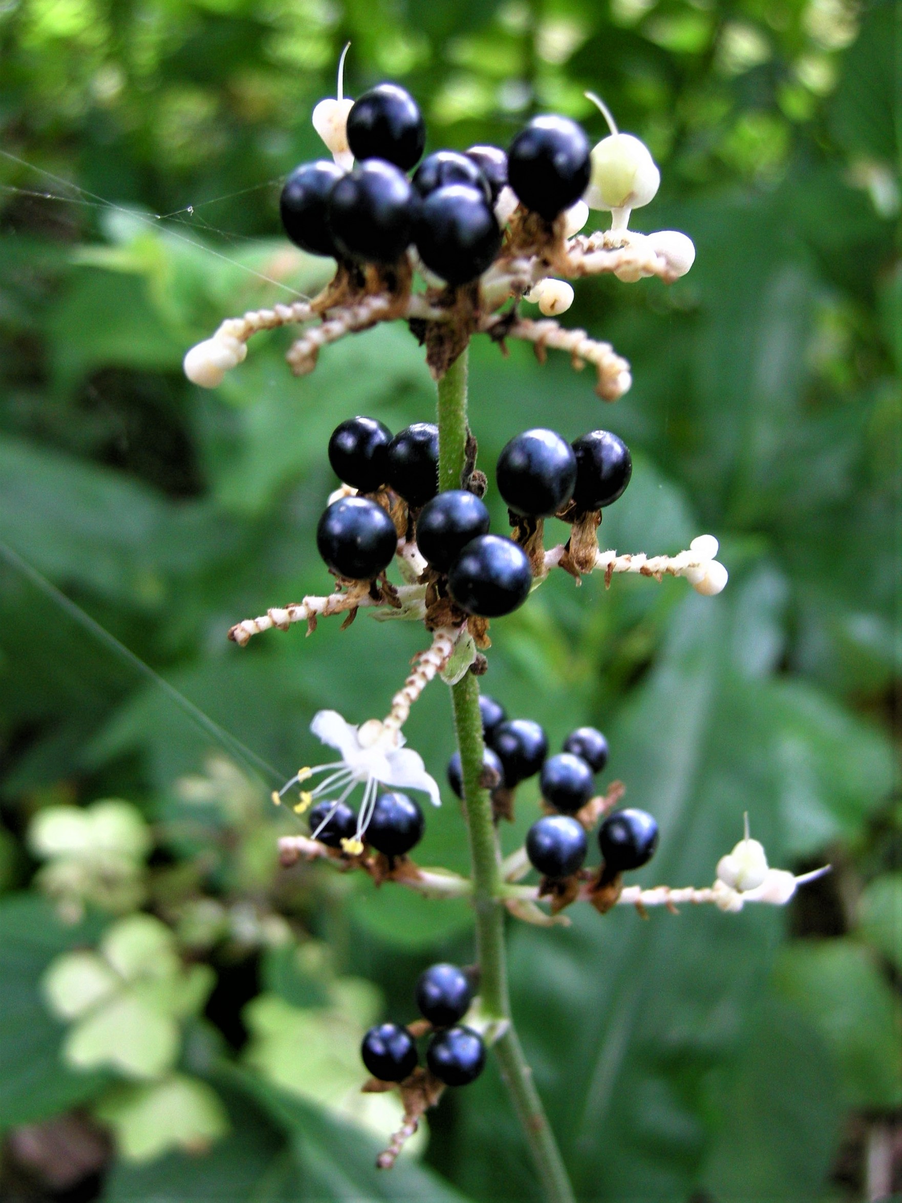 森の植物の歳時記》 ［86］ 【ヤブミョウガ（藪茗荷）】｜公益財団法人