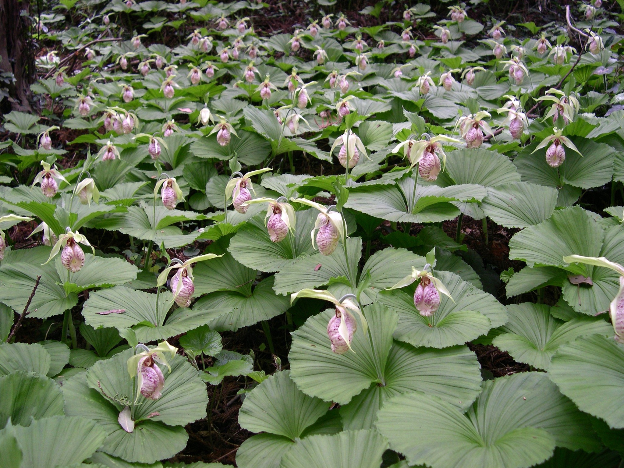 森の植物の歳時記》 [274]【クマガイソウ（熊谷草）】｜公益財団法人