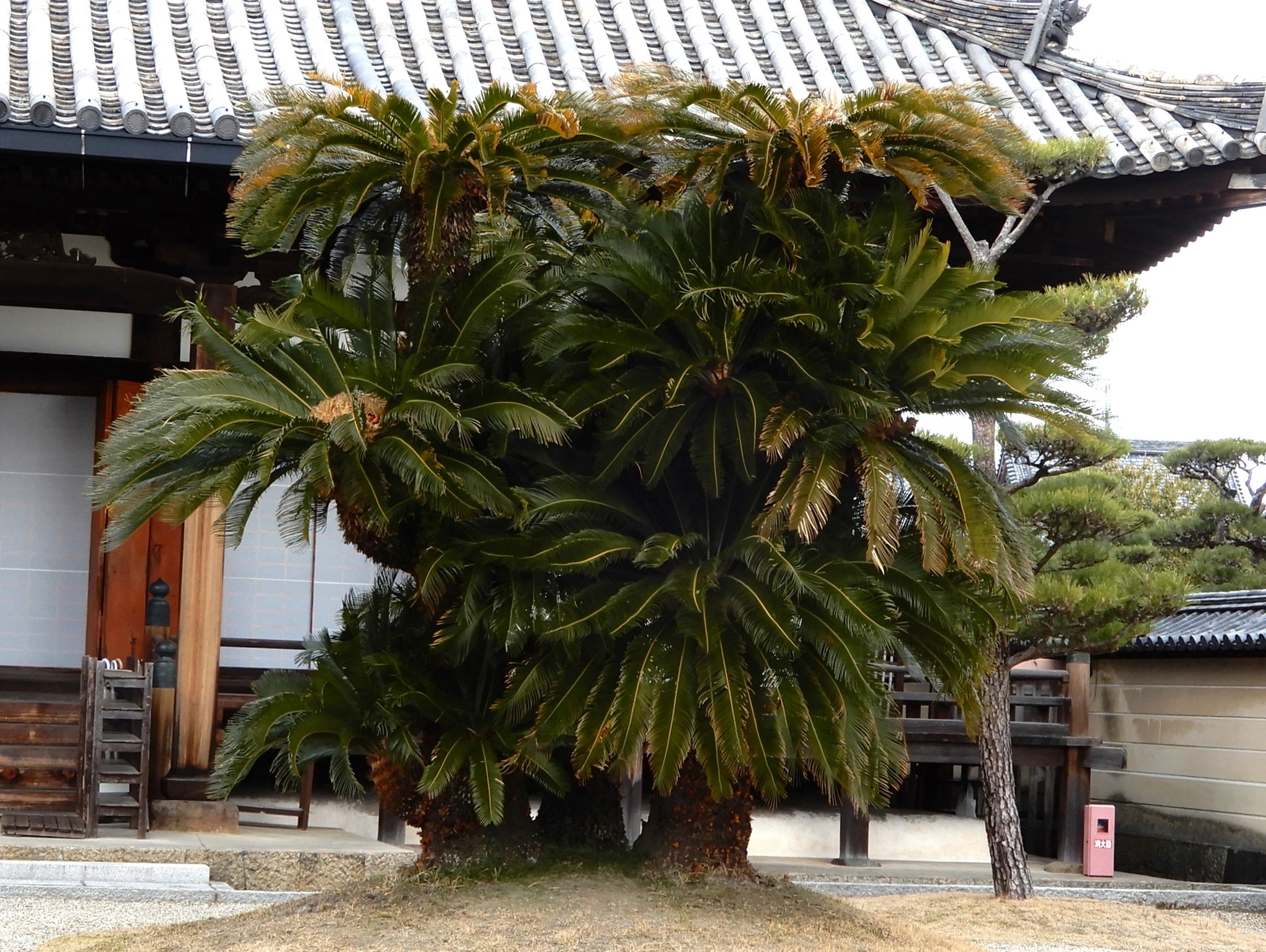 森の植物の歳時記》 [204] 【ソテツ（蘇鉄）】｜公益財団法人 ニッセイ