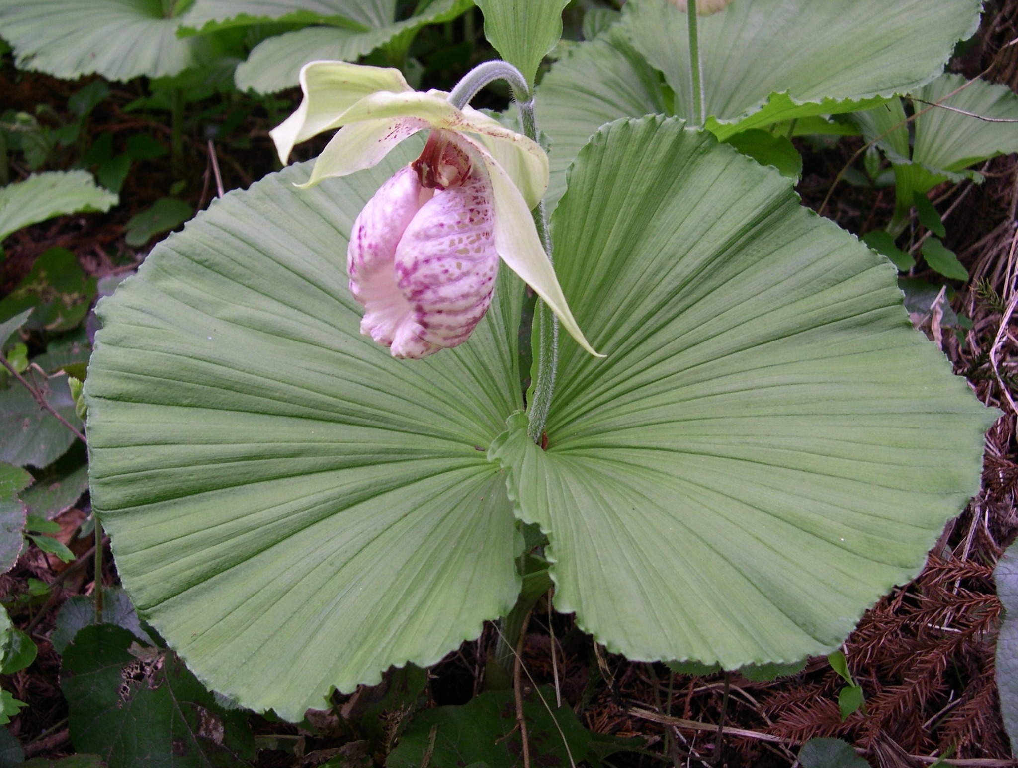 森の植物の歳時記》 [274]【クマガイソウ（熊谷草）】｜公益財団法人