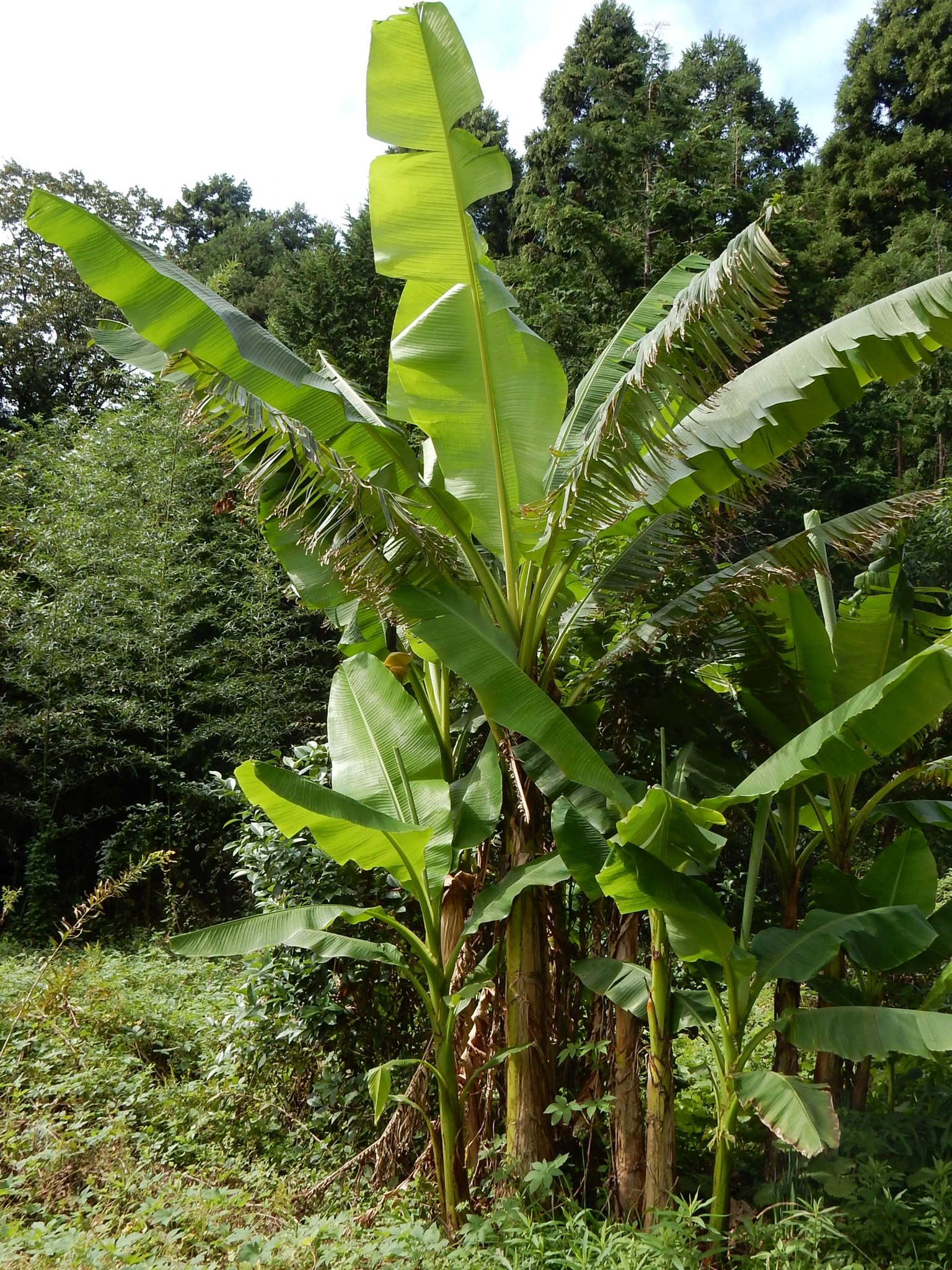 森の植物の歳時記》 [200] 【バショウ（芭蕉）】｜公益財団法人