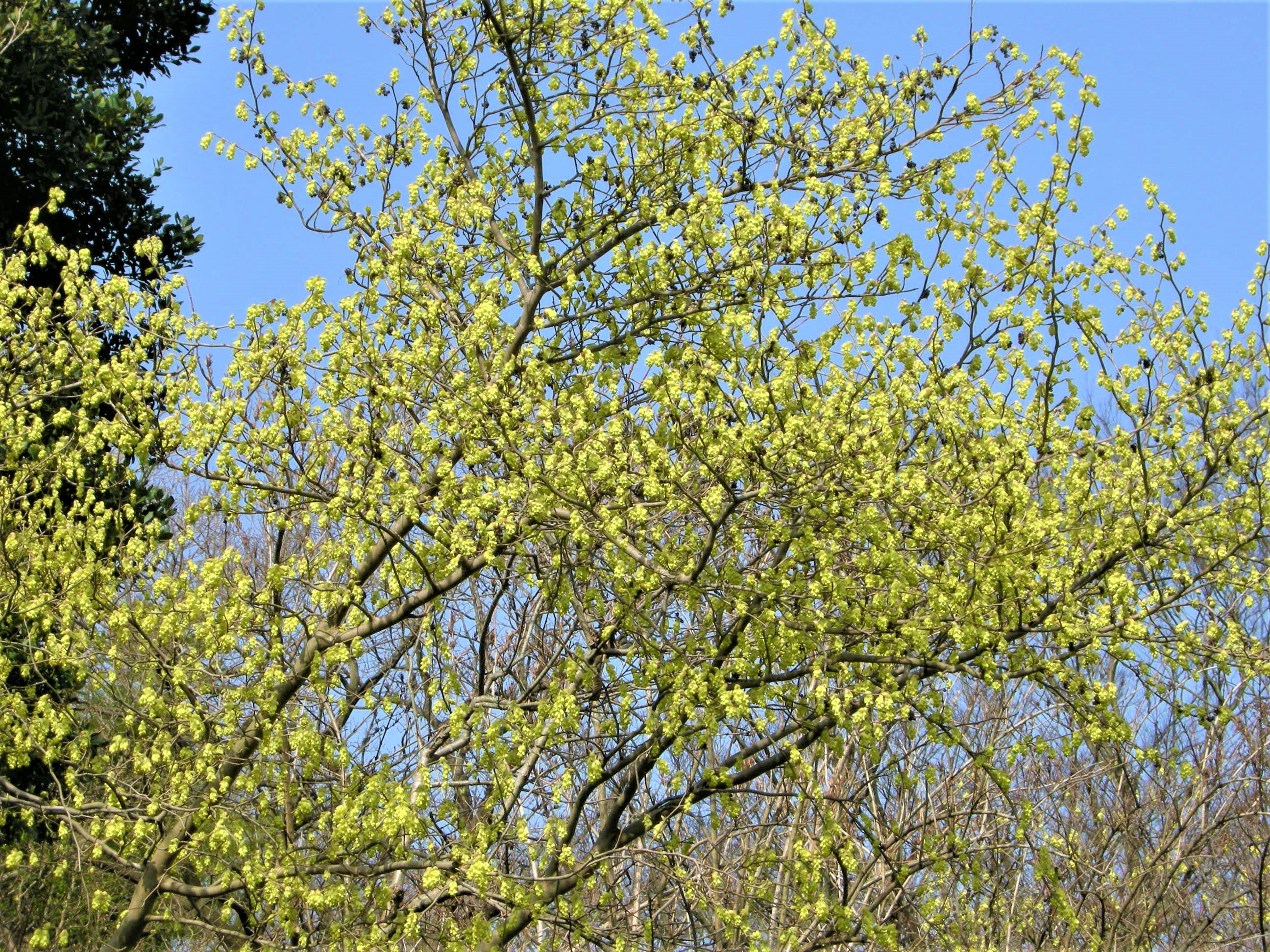 森の植物の歳時記》 ［155］ 【トサミズキ（土佐水木）】｜公益財団