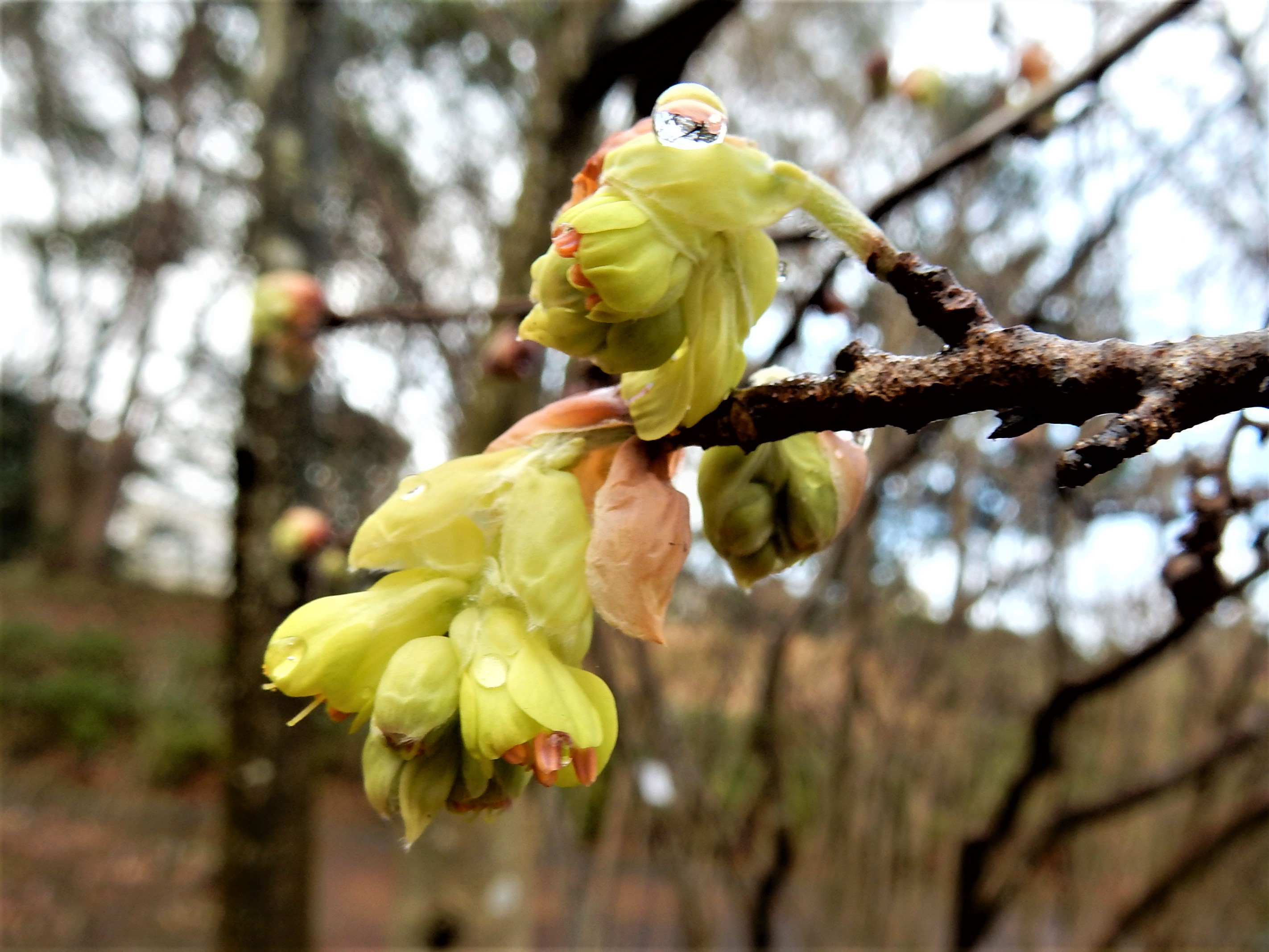 森の植物の歳時記》 ［155］ 【トサミズキ（土佐水木）】｜公益財団