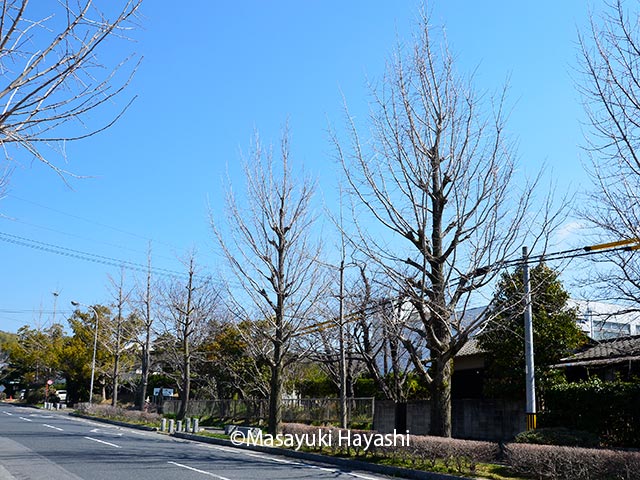 ニッセイ緑のオンライン環境講座⑥～イチョウ、ヒノキ・サワラ類