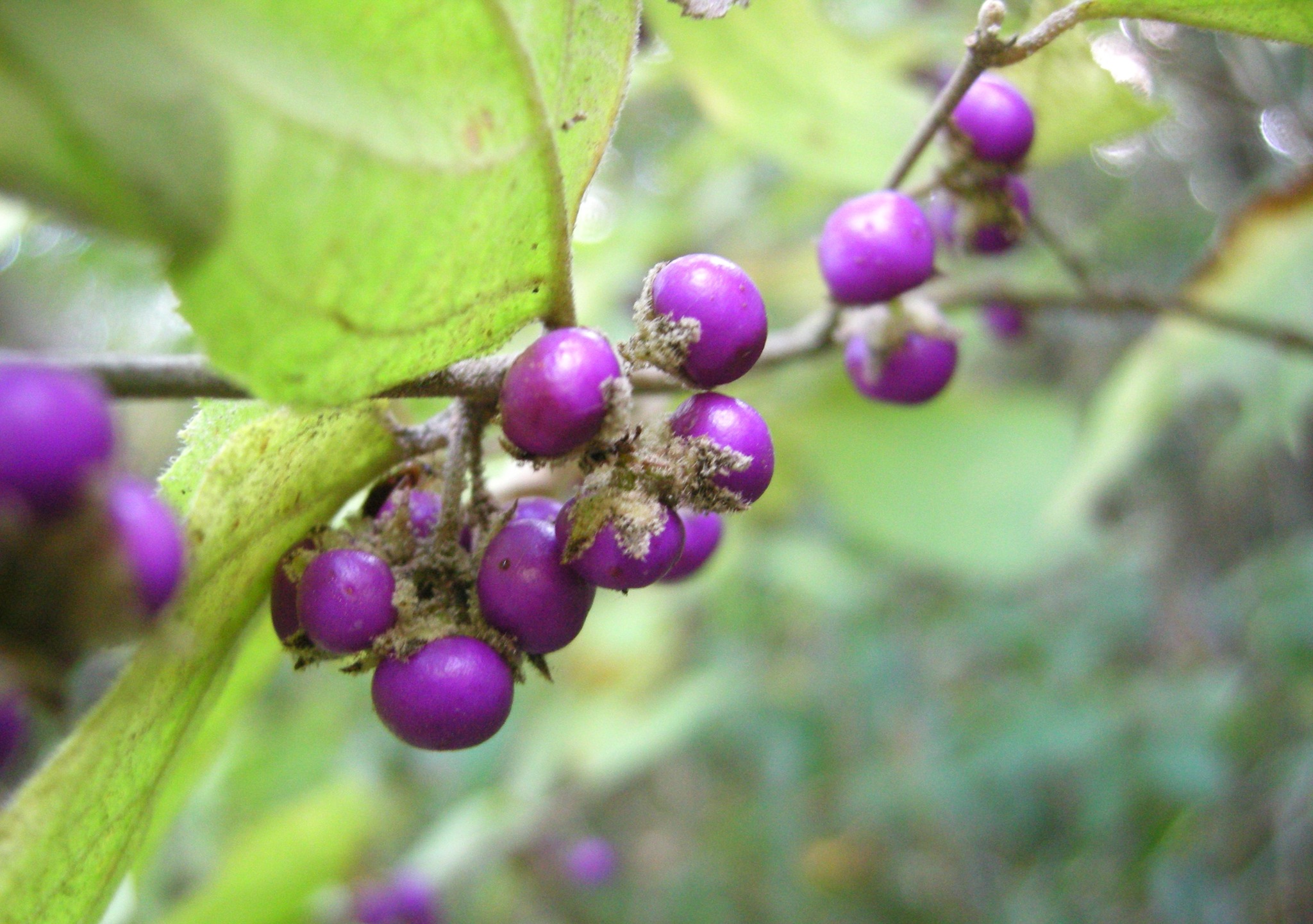 森の植物の歳時記》 [234]【ヤブムラサキ（藪紫）】 ｜公益財団法人