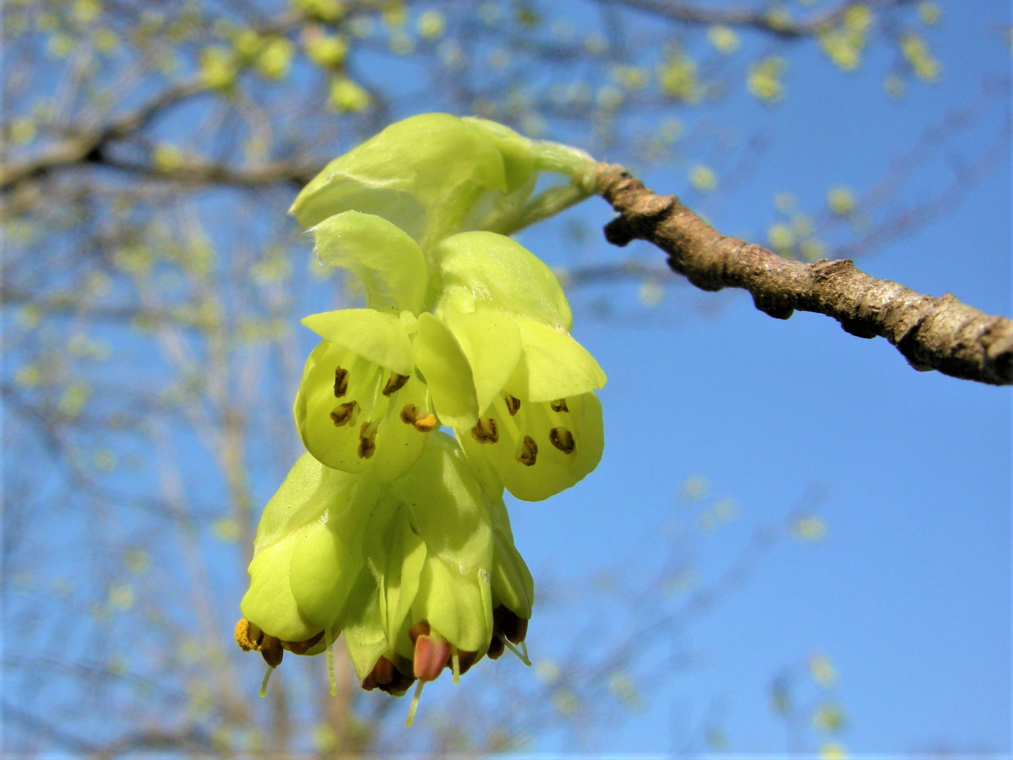 森の植物の歳時記》 ［155］ 【トサミズキ（土佐水木）】｜公益財団