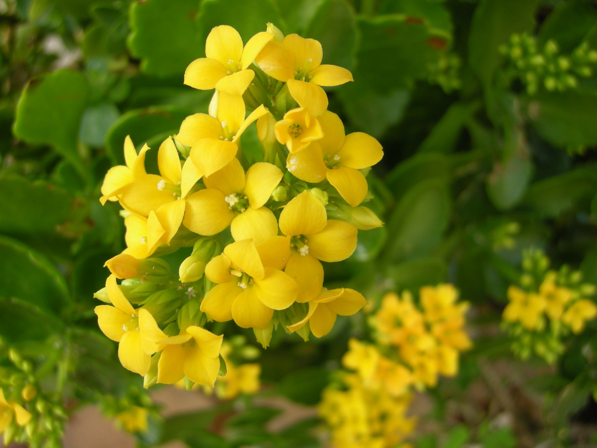 カランコエ 黄色の花 2023.3.15カランコエの黄色花「多年草」のアルバム-みんなの趣味の園芸