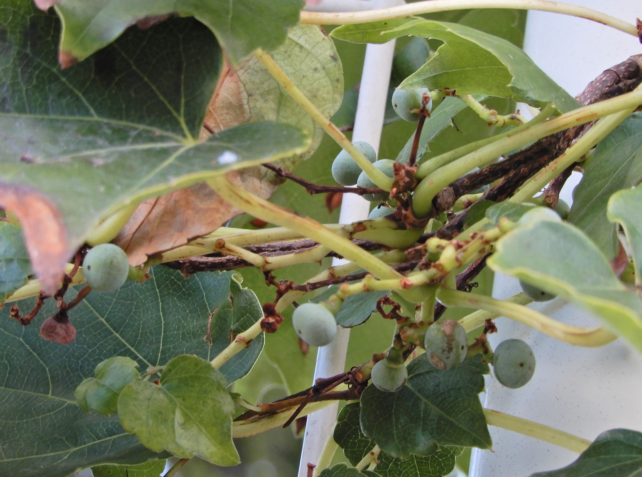 夏蔦　山採り Bonsai diary】 Naturl Bonsai 夏蔦（ナツヅタ）を山採りしてミニ盆栽