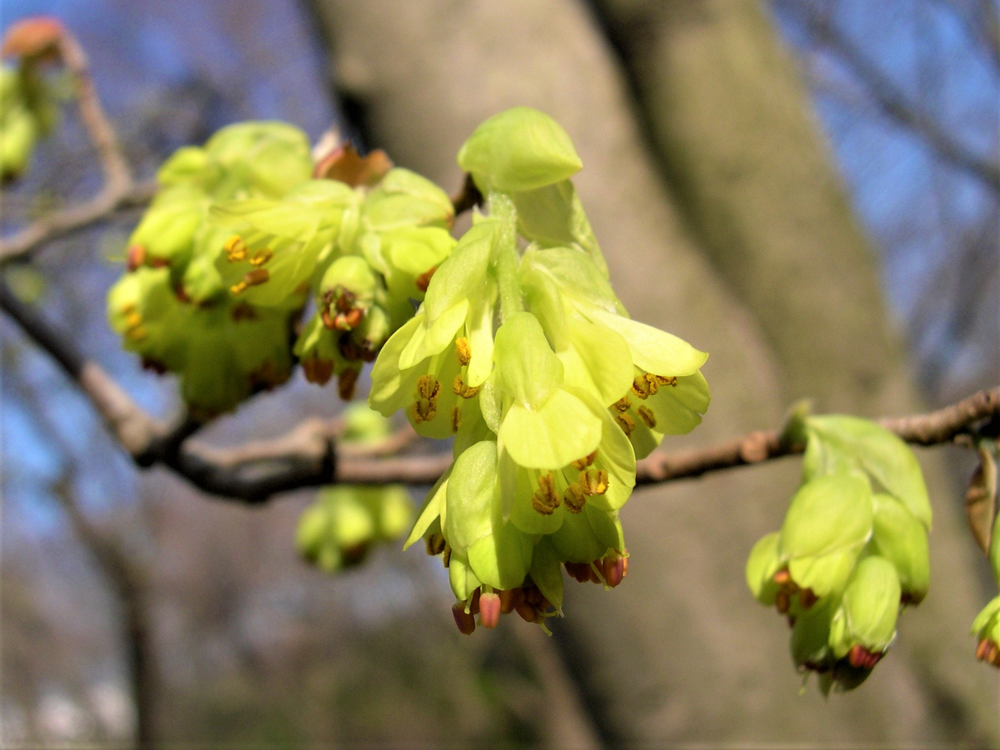 森の植物の歳時記》 ［155］ 【トサミズキ（土佐水木）】｜公益財団