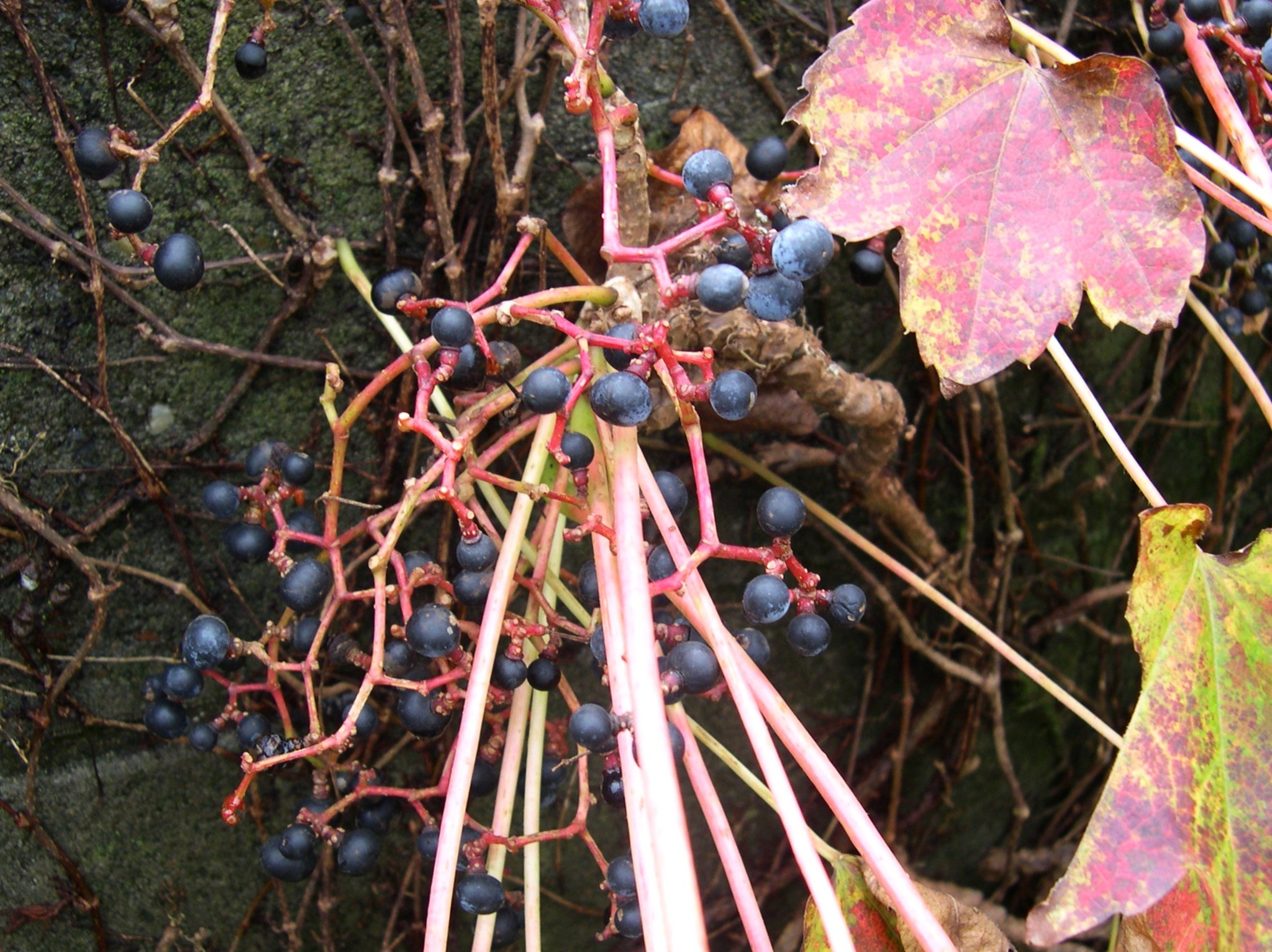 森の植物の歳時記》 [206]【ナツヅタ（夏蔦）】 別名 ツタ（蔦）｜公益