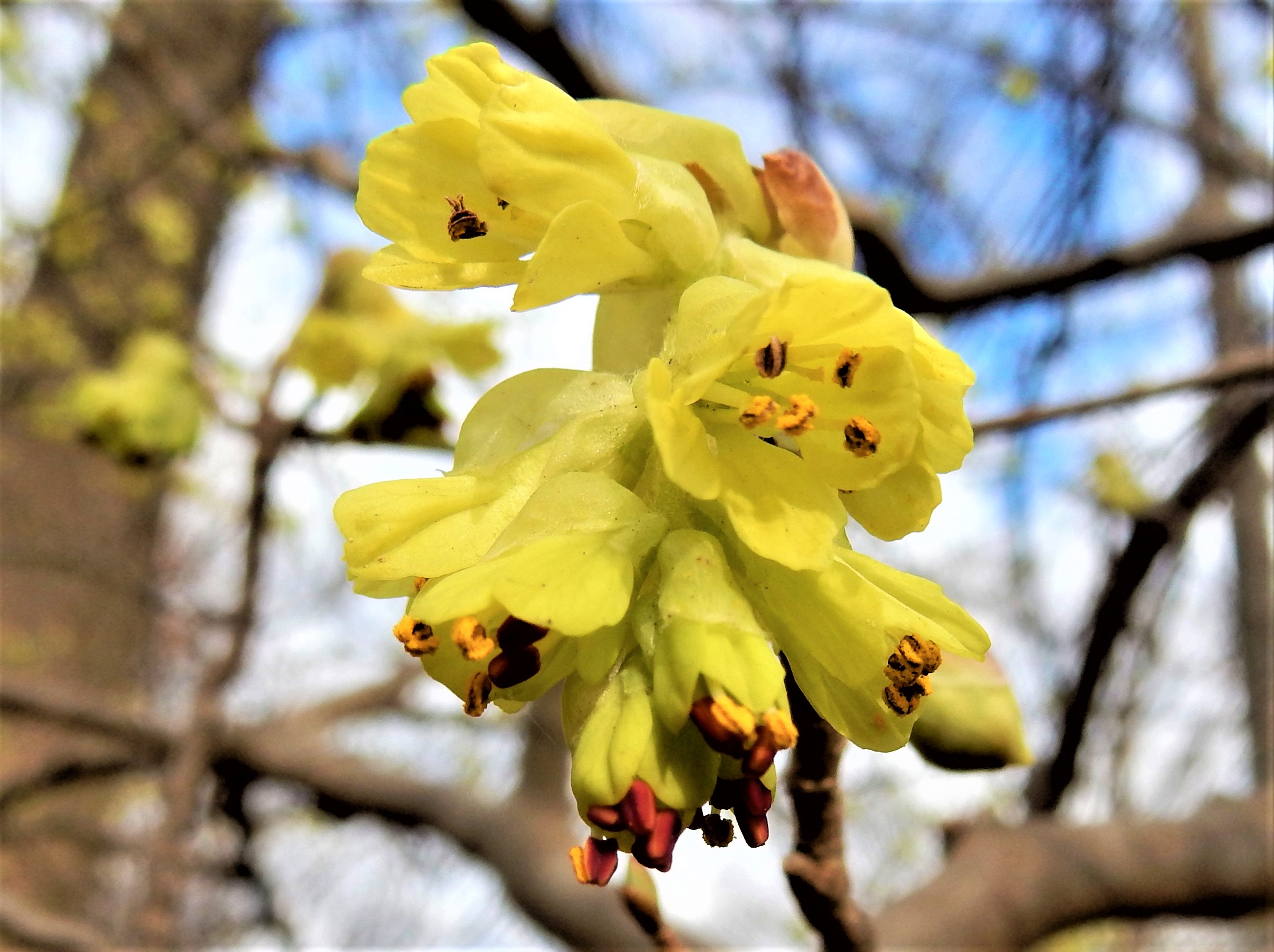 森の植物の歳時記》 ［155］ 【トサミズキ（土佐水木）】｜公益財団