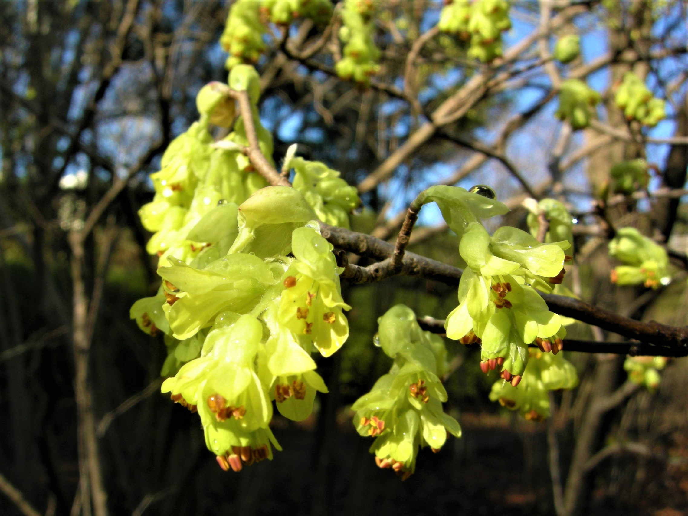 森の植物の歳時記》 ［155］ 【トサミズキ（土佐水木）】｜公益財団