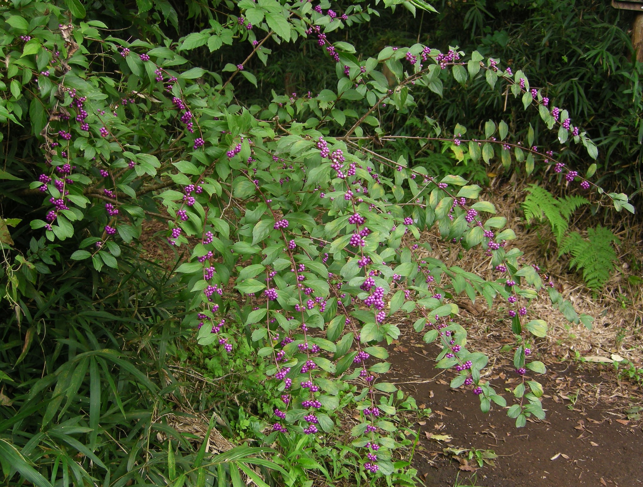 森の植物の歳時記》 [234]【ヤブムラサキ（藪紫）】 ｜公益財団法人