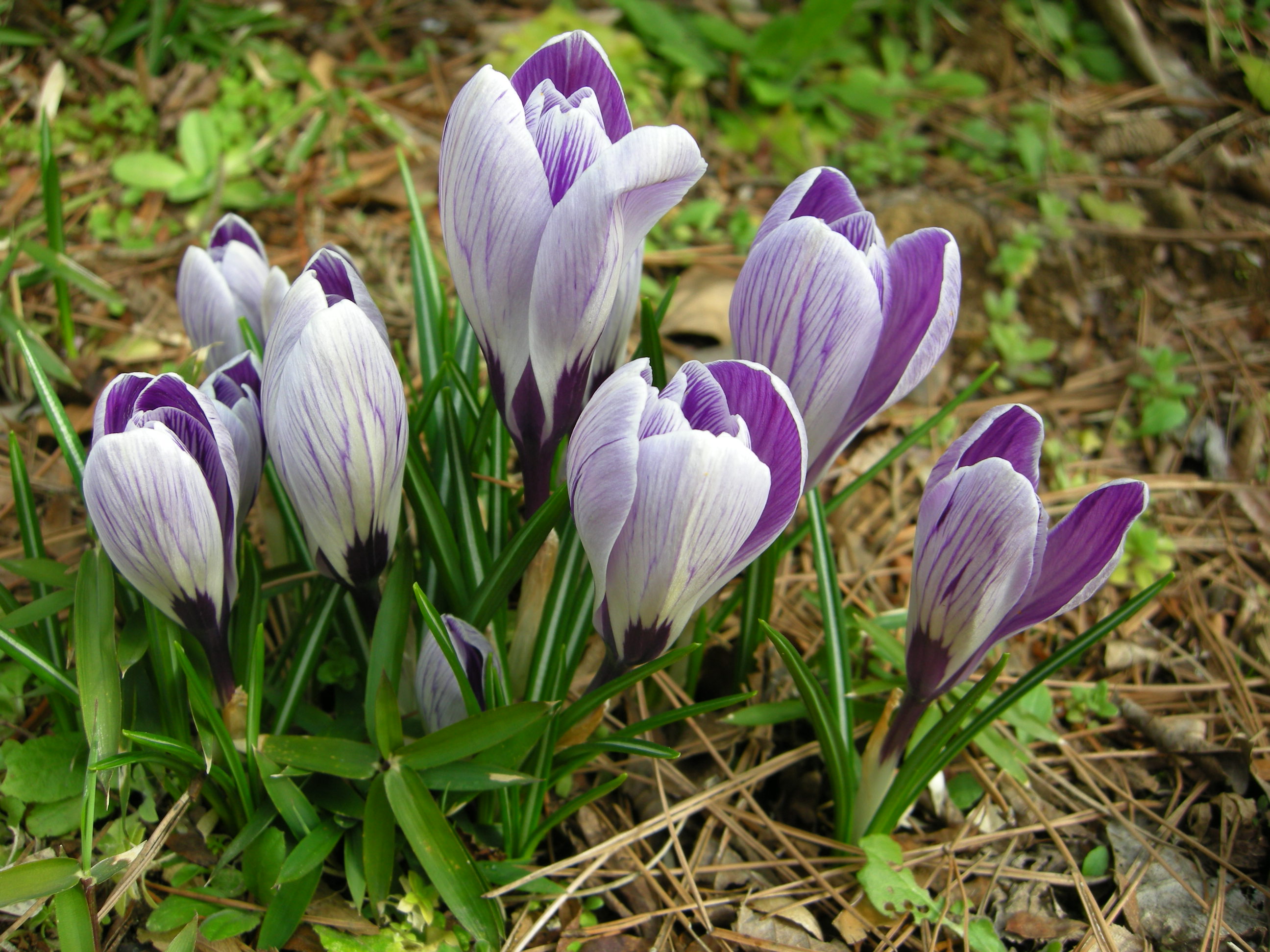 クロッカス クロッカス - Wikipedia