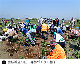 宮城希望の丘 森林づくりの様子
